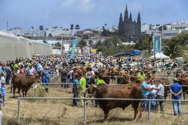 FERIA GANADO ARUCAS