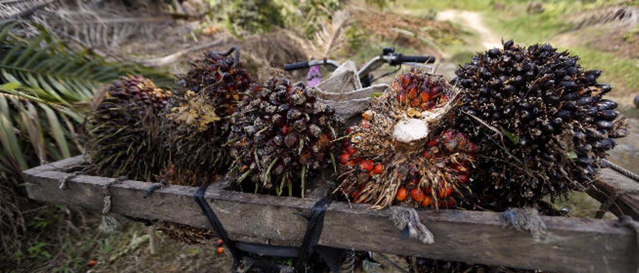 Frutos de la palmera de los que se extrae el aceite.