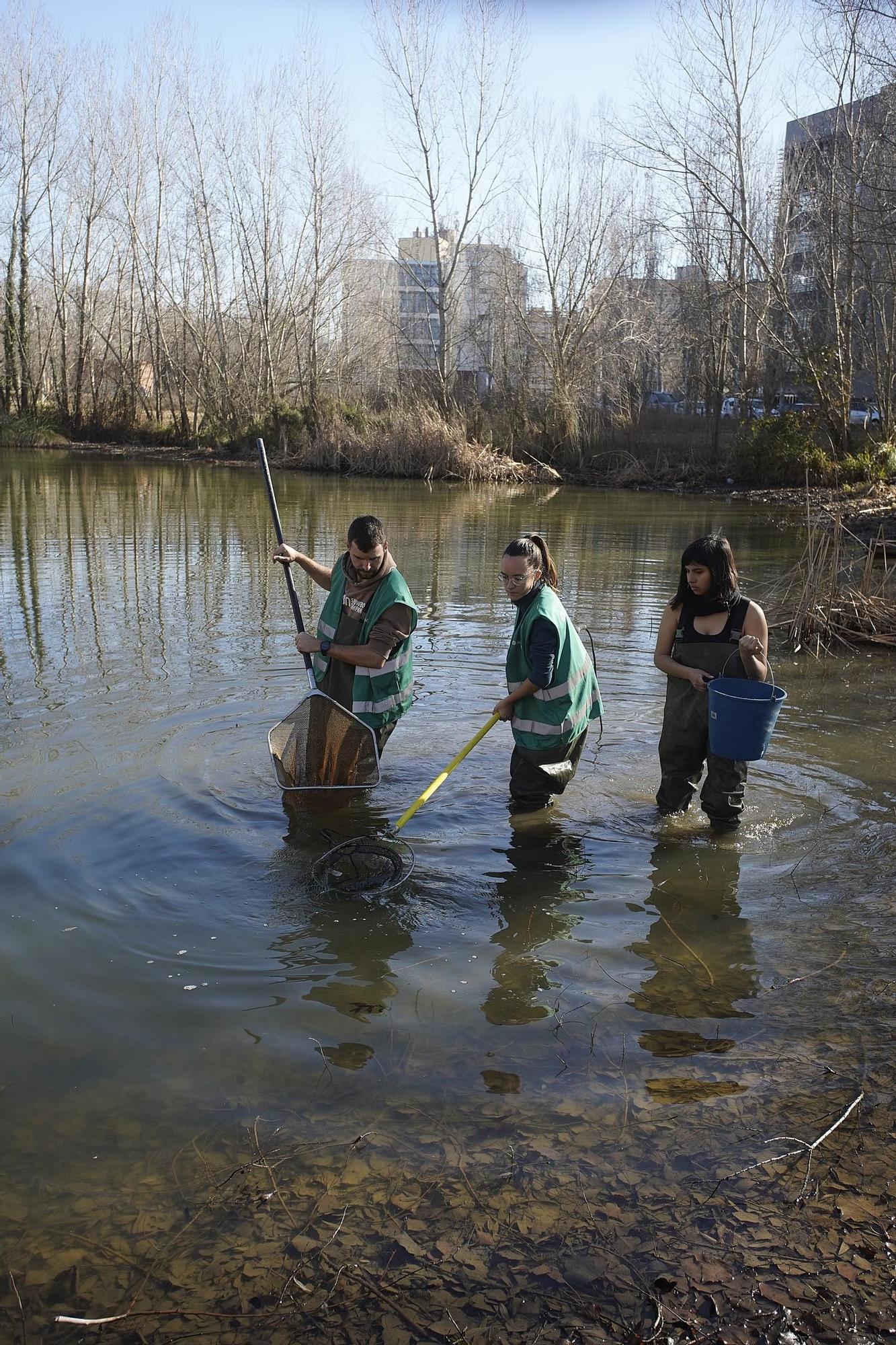 Girona asseca una bassa de les hortes de Santa Eugènia per eliminar les espècies invasores que hi habiten
