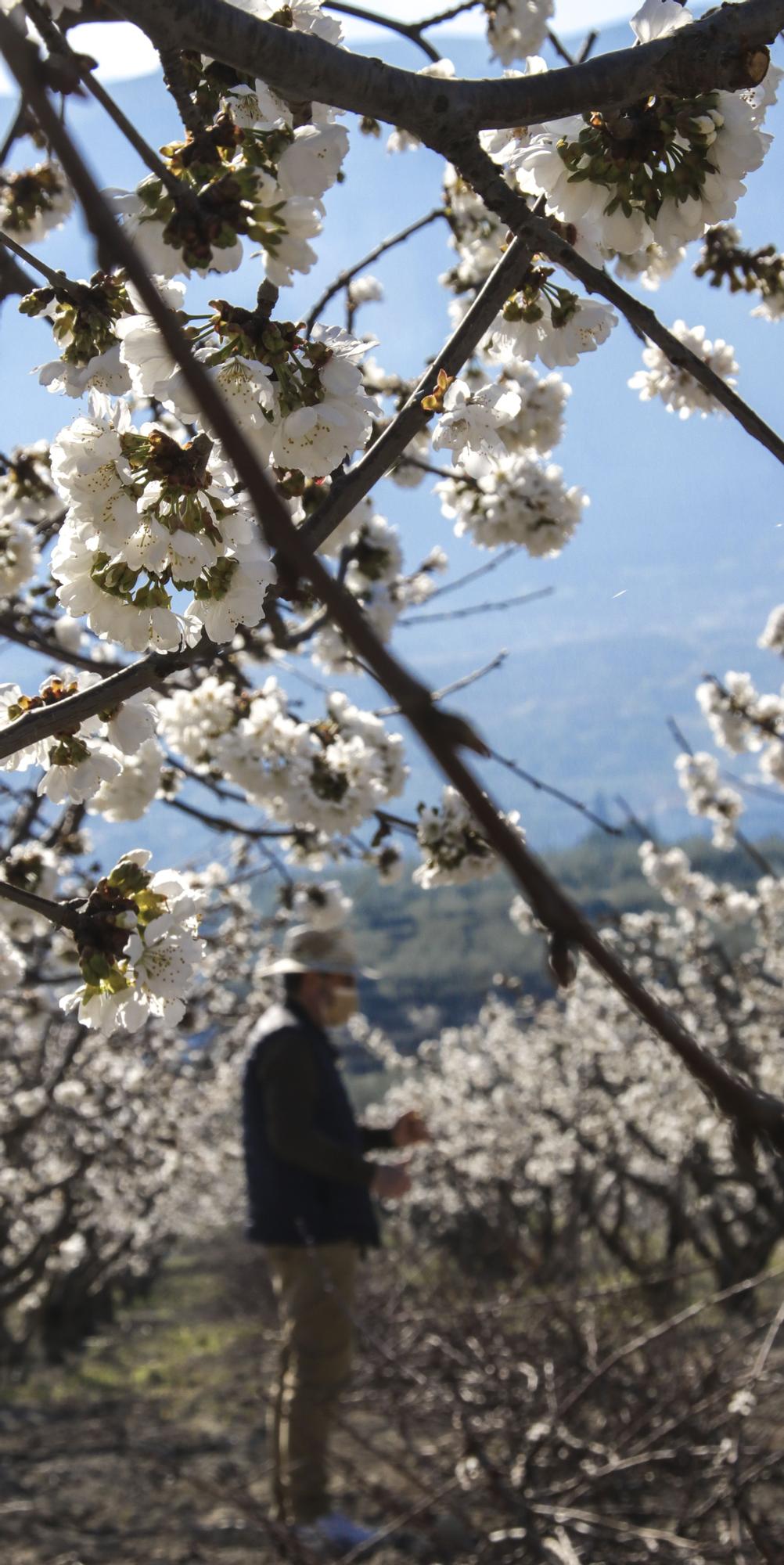 Cerezos en flor en Planes