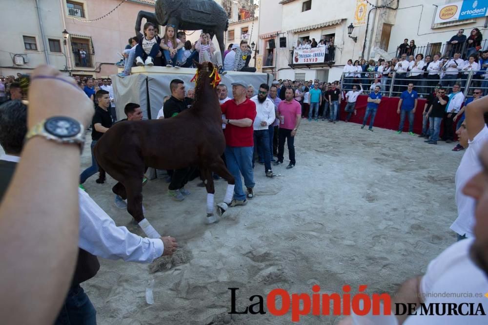 Caballo a pelo Caravaca (Desfile)