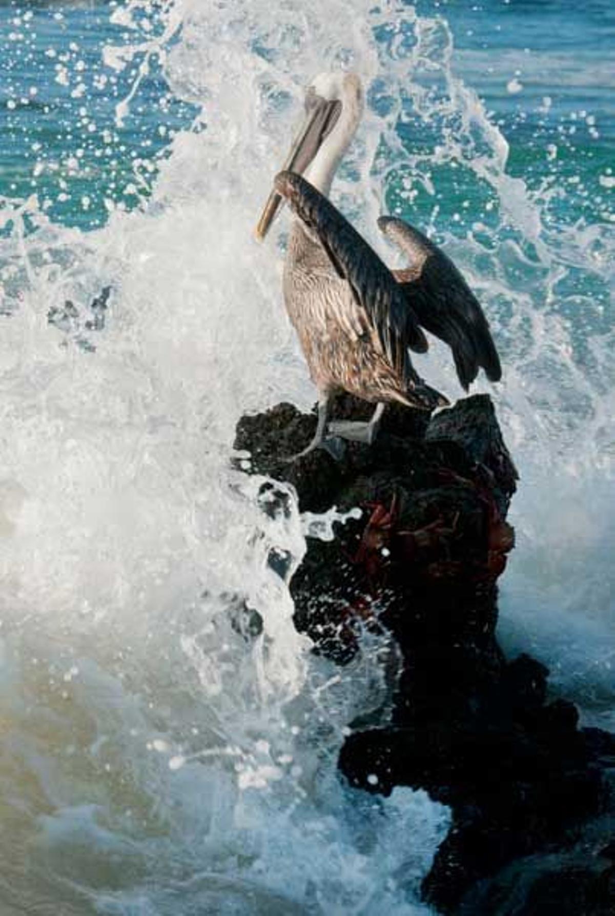 Pelícano golpeado por las olas en la isla de San Cristóbal, en el archipiélago de las Islas Galápago, Ecuador.
