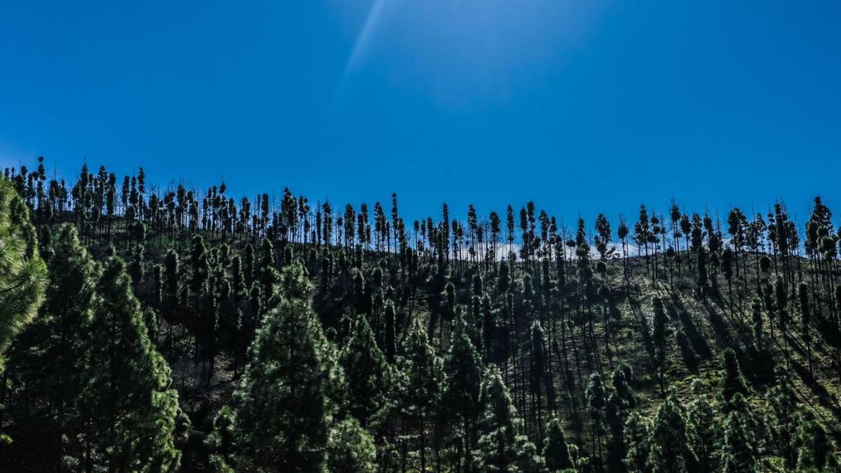 Pinar en la cumbre de Gran Canaria. | |