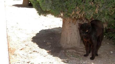 Condenan al Ayuntamiento de Cartagena por encerrar a seis gatos silvestres  - La Opinión de Murcia