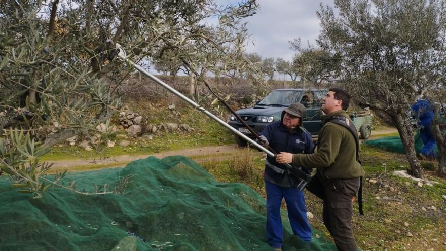 La sequía también arrasa con la aceituna en Arribes