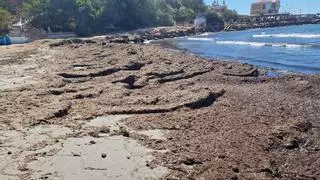 Las once playas de Orihuela tienen "serias deficiencias" a las puertas del verano