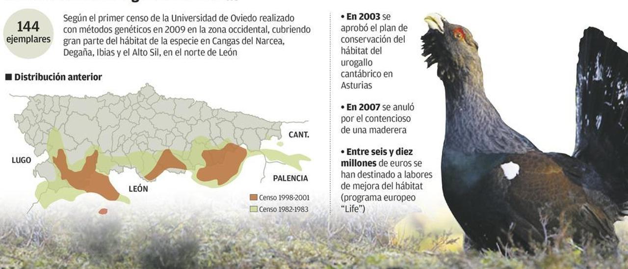 La desaparición del urogallo en Asturias es inevitable, dicen técnicos del Principado