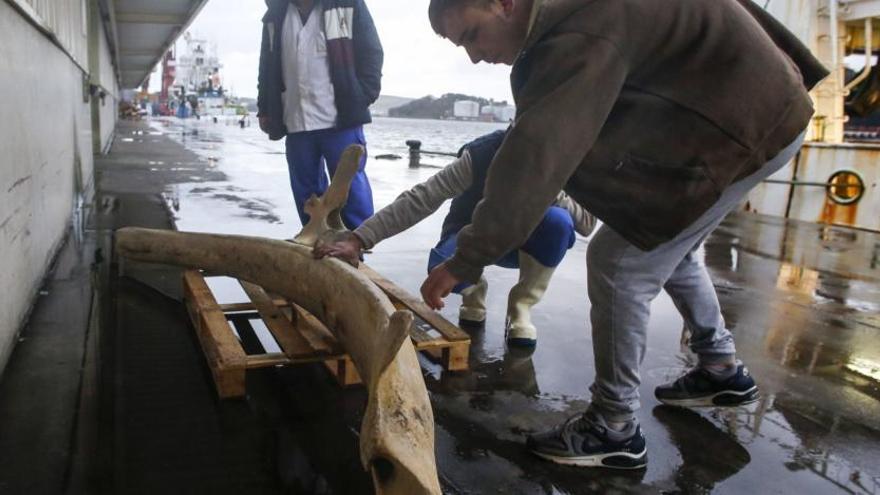 Un pesquero lleva a Avilés un hueso de ballena de 120 kilos