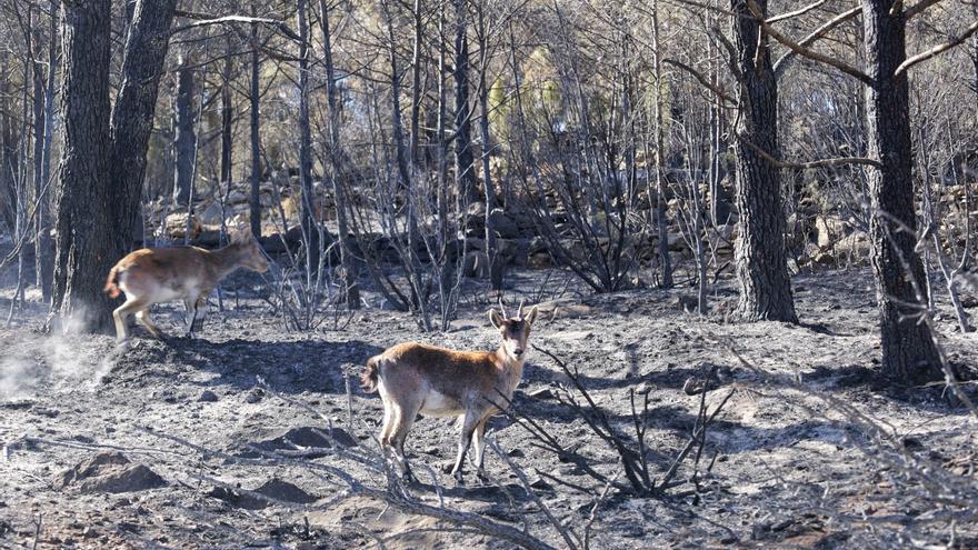 DIRECTO | Se retiran dos de los tres medios aéreos movilizados tras controlar las reproducciones del incendio