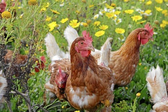 Sie sind für das Eierlegen gezüchtet, wissen, was sie zu tun haben, genießen den Auslauf - und schauen doch stets ängstlich gen Himmel. Zu Besuch bei 1.200 Hühnern in der Nähe von Marratxí.