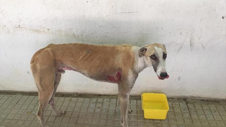 El centro de protección animal alerta del aumento del abandono de galgos