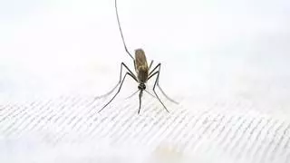 La "trampa" casera para atraer a los mosquitos que se cuelan en casa