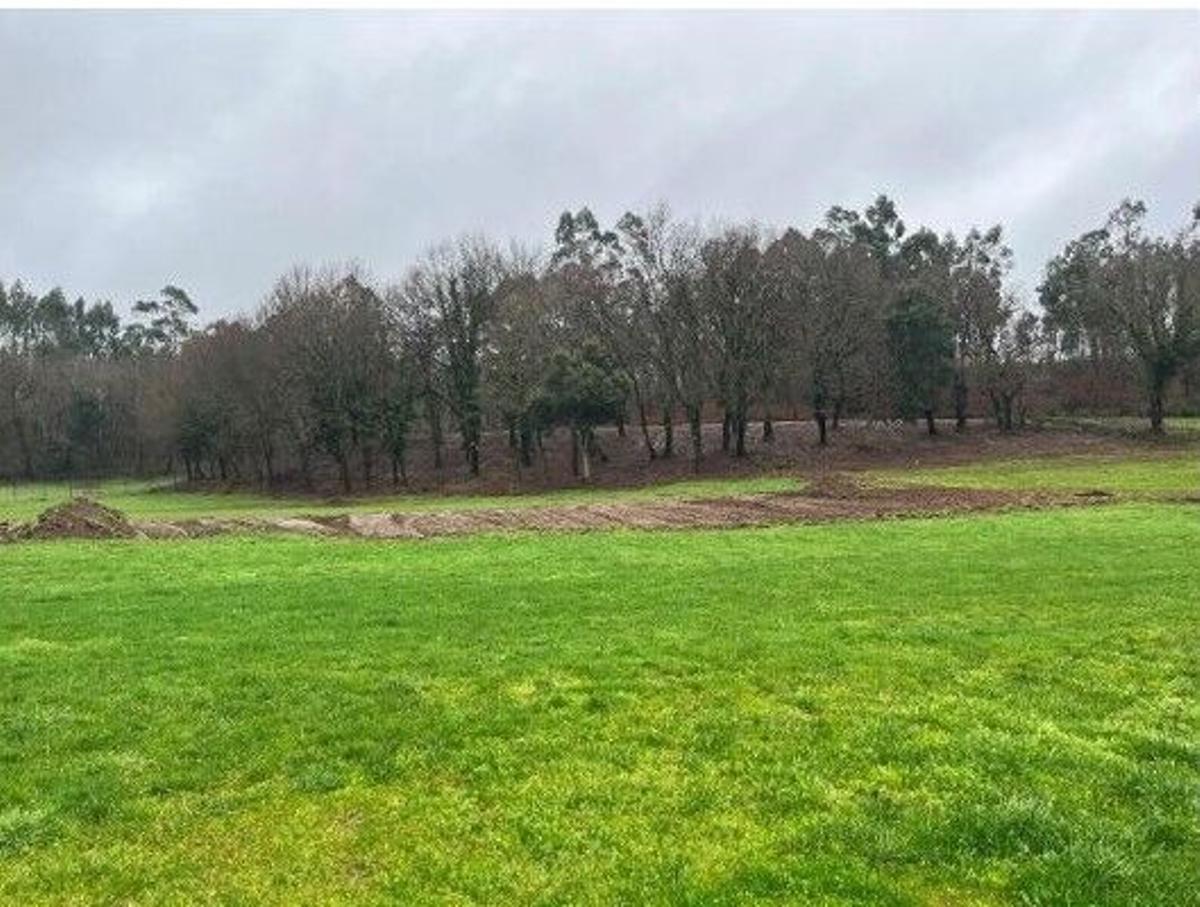 La parcela conserva árboles autóctonos en la zona norte.