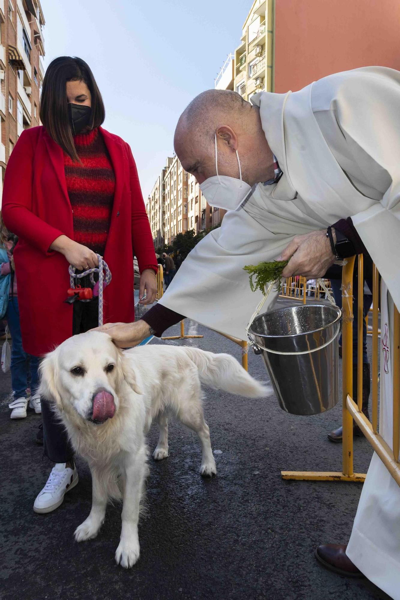 Búscate en la bendición de animales de Sant Antoni