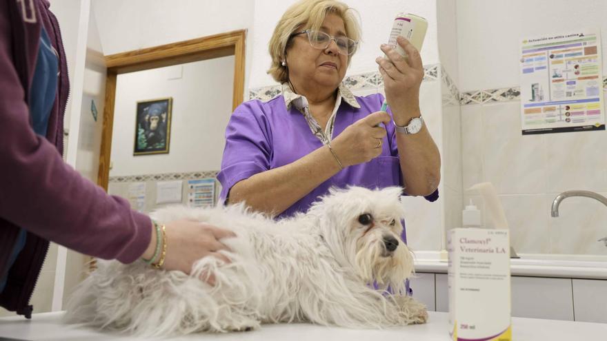 Los veterinarios se rebelan contra la nueva normativa de medicamentos antibióticos porque encarece los tratamientos
