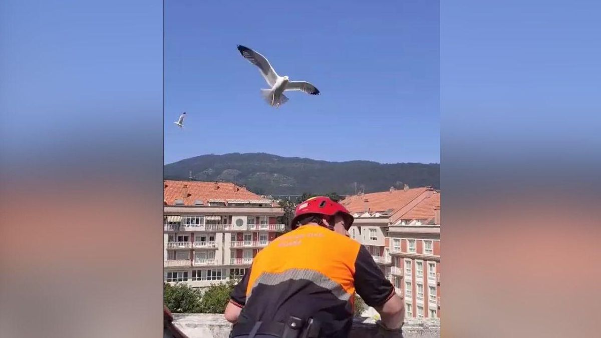 Un voluntario de Protección Civil en la terraza cerca del nido, atento al ataque de las gaviotas.