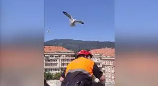 Arriesgado rescate de un nido de gaviota en un edificio de Moaña
