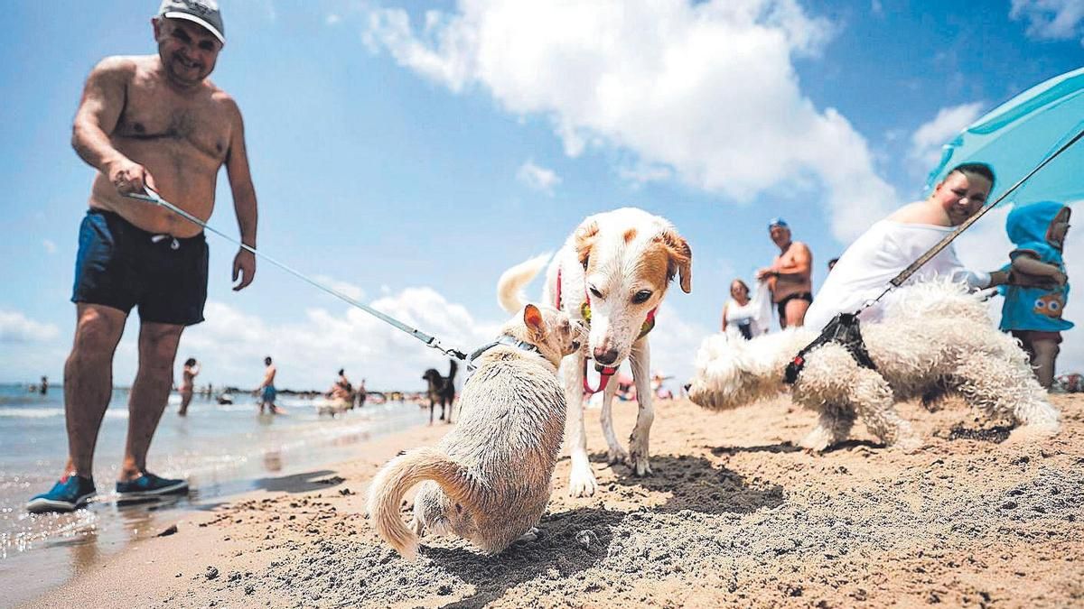 Perros en la playa.