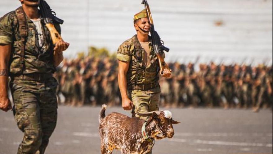 La cabra Camarón, preparada para participar en el Día de las Fuerzas Armadas en Santa Cruz