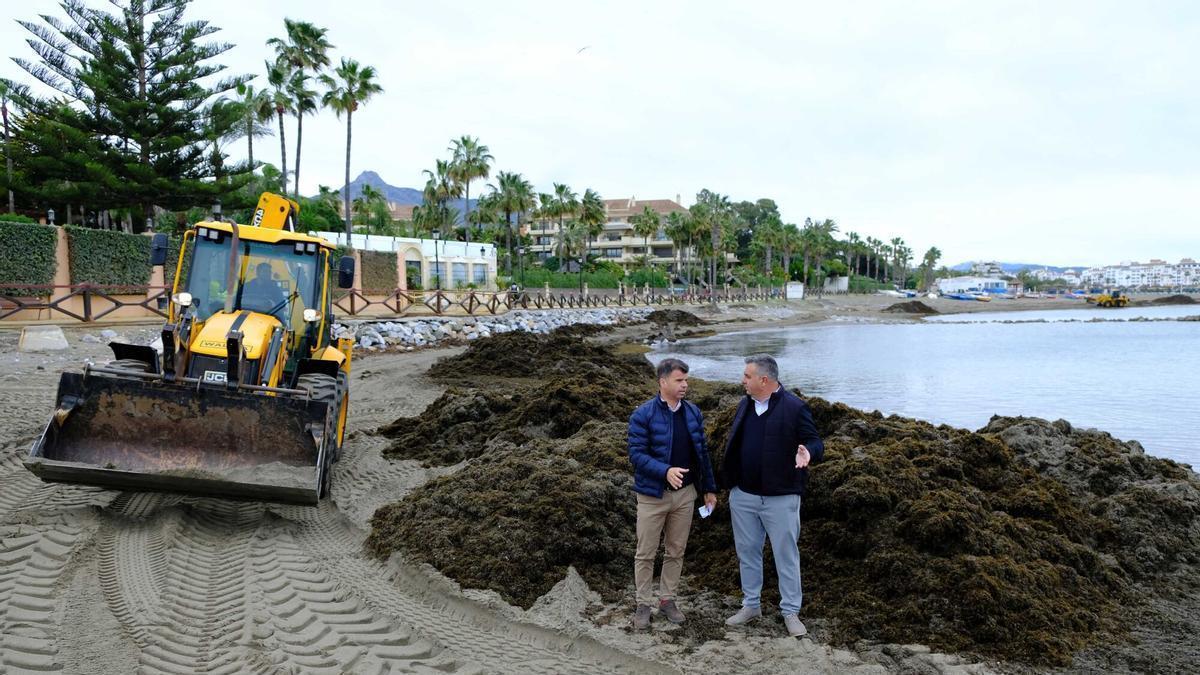 Maquinaria pesada retira restos de alga invasora en la playa de Nueva Andalucía.