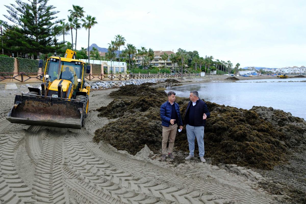 Maquinaria pesada retiraba ayer restos de alga invasora en la playa de Nueva Andalucía