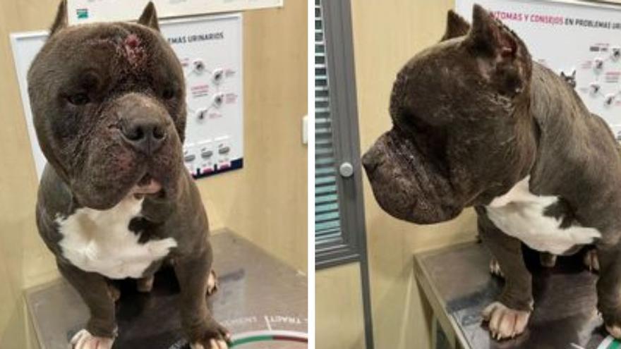 Aparece maltratado un American Bully robado en Castellón: &quot;La raza peligrosa es el ser humano, no el perro&quot;