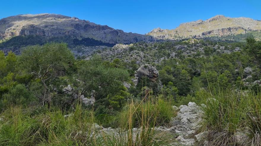 Eine Busfahrt, die ist schön: Wo die Fahrt mit dem TIB auf Mallorca besonderen Reiz hat