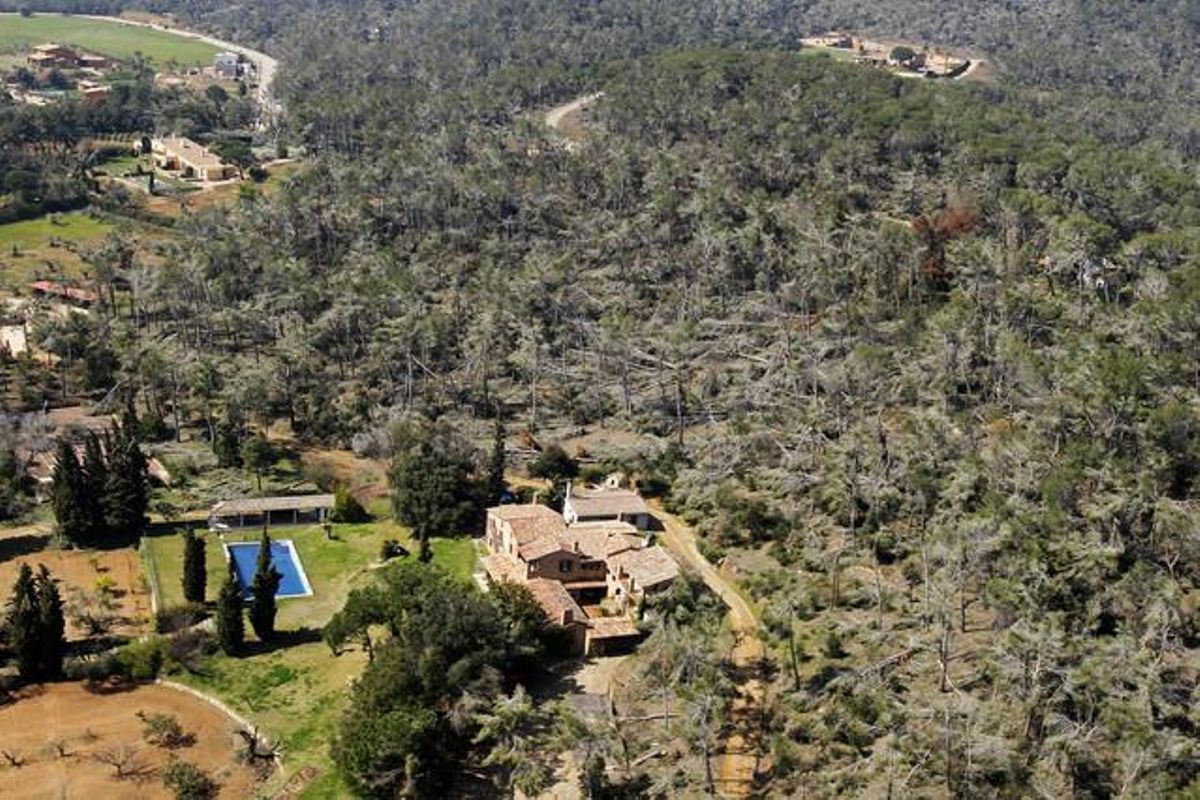Les Gavarres. Arbres arrencats sencers de terra per culpa del pes de la neu congelada a les seves copes.