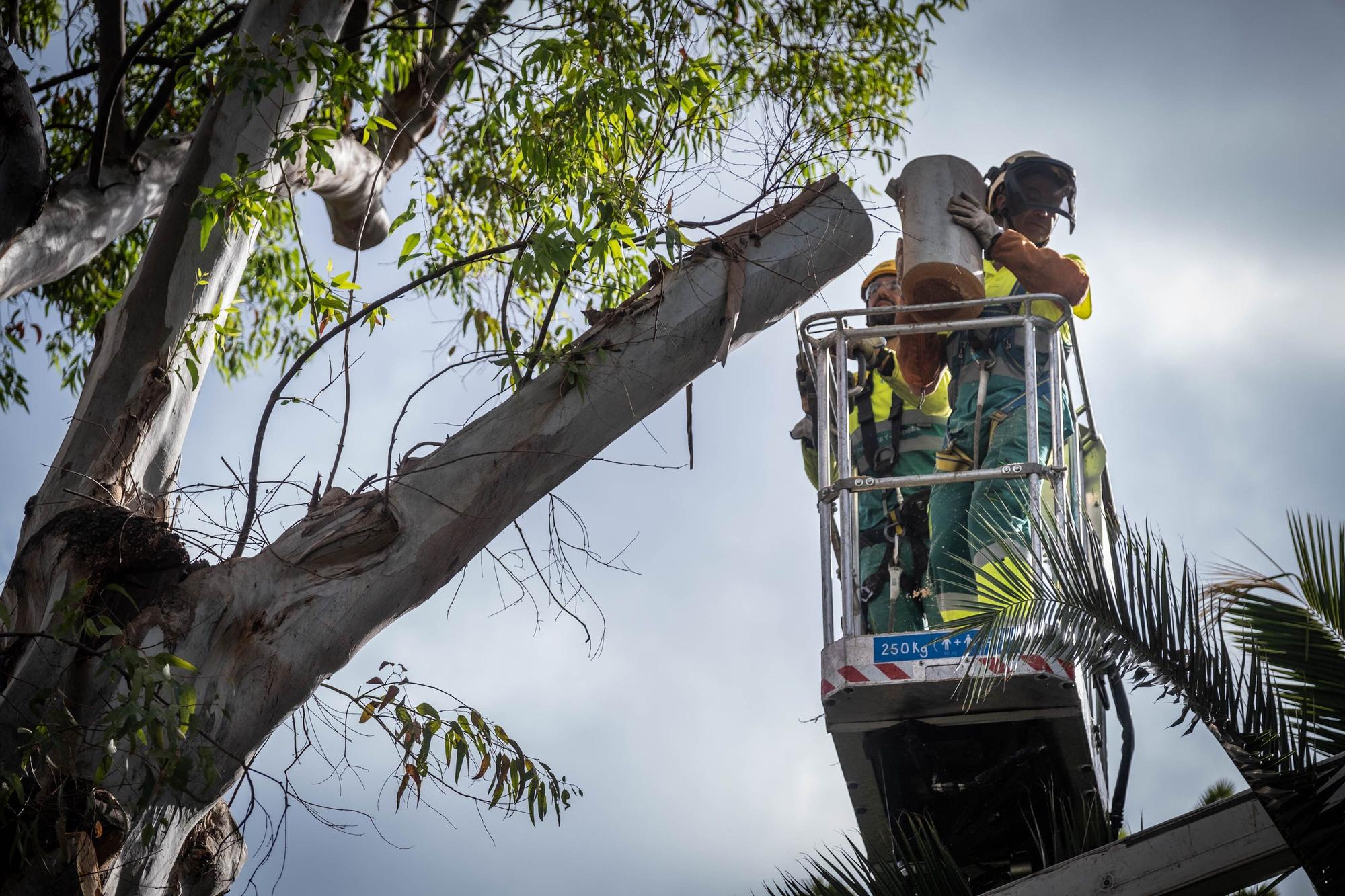 El Ayuntamiento de Santa Cruz tala un árbol en el Parque García Sanabria después de que una de sus ramas cayera sobre un turista.