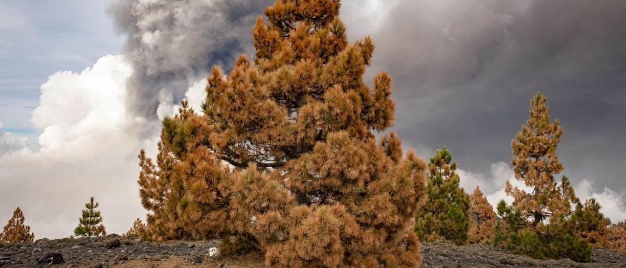 Parte del pinar del sur de La Palma