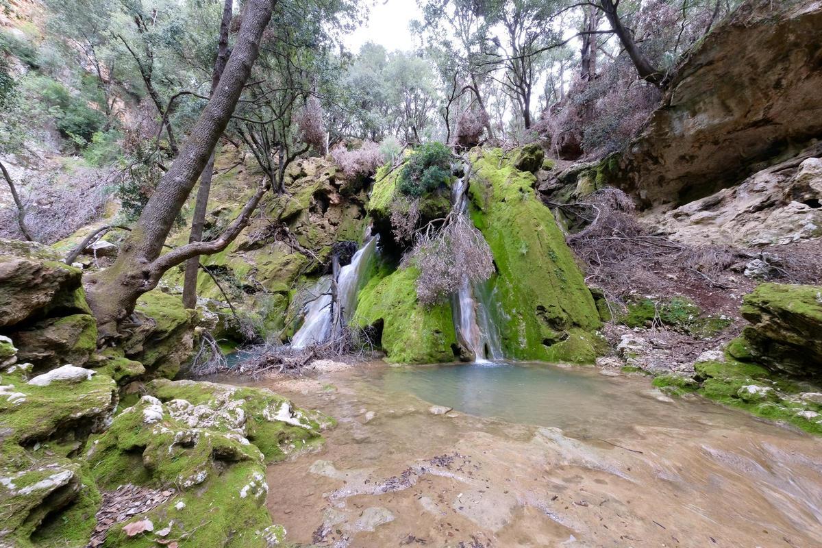 Imagen del Sant des Freu, en Bunyola, con dos árboles caídos sobre el cauce