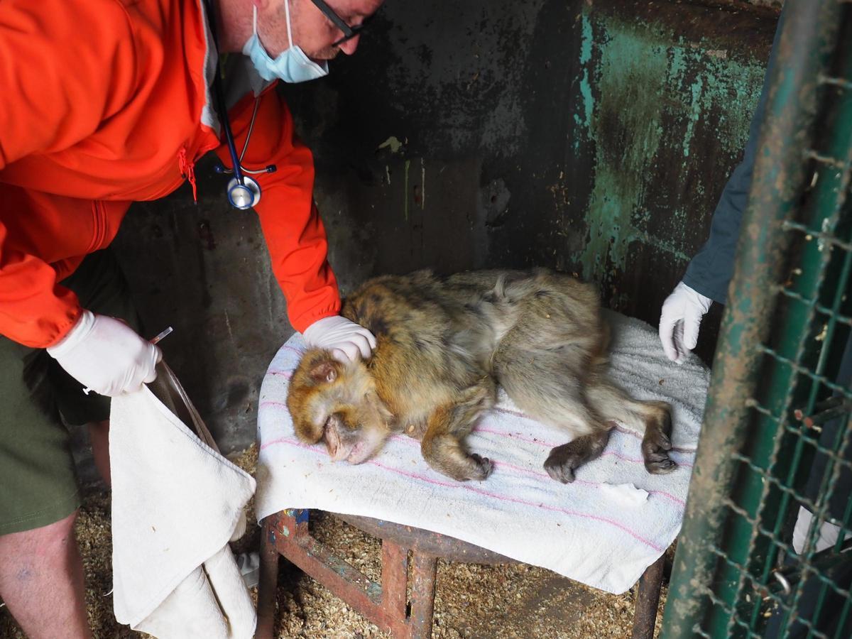 El veterinario revisa a uno de los macacos de Berbería