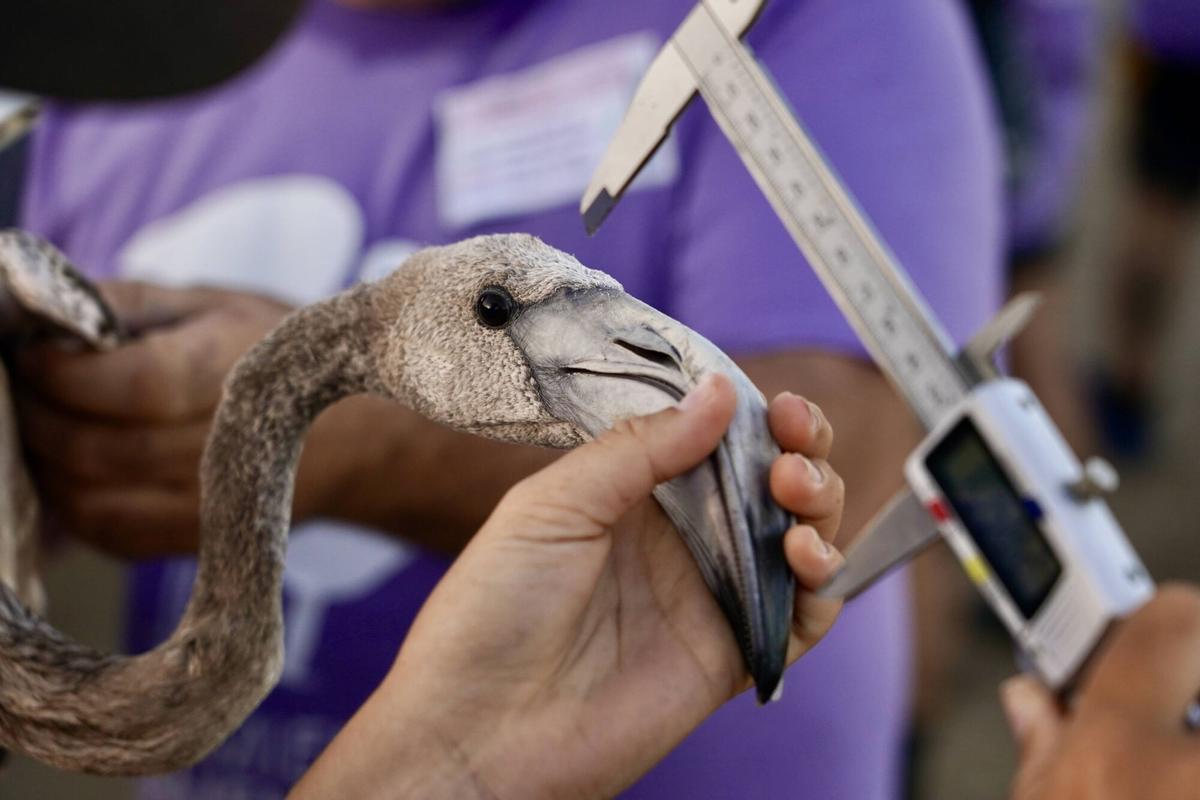 Mas de 400 voluntarios asisten al anillamiento de pollos de flamencos en la Laguna de Fuente de Piedra