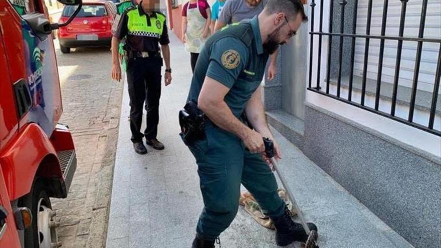 La Guardia Civil captura una culebra de metro y medio en el canalón de una casa