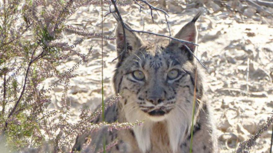 Muere Boliche, el lince ibérico más longevo de Doñana