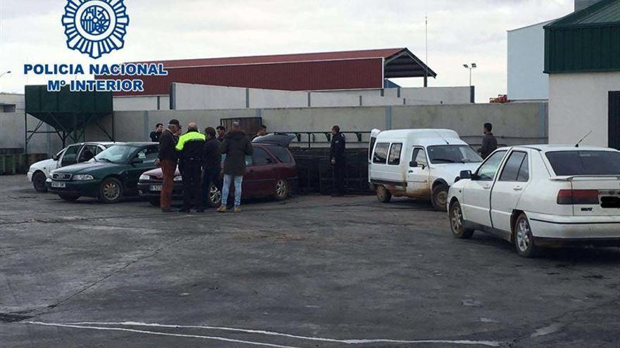 Intervienen en Almendralejo 1.400 kilos de aceitunas robadas