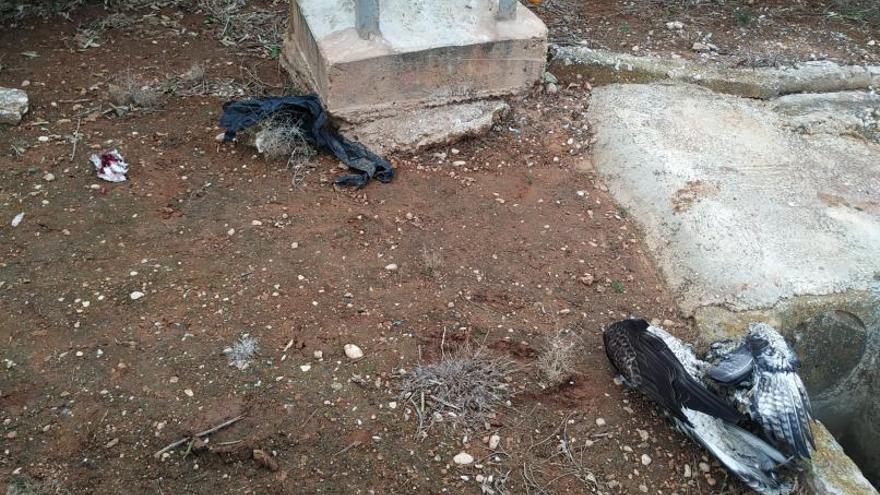 El ejemplar electrocutado en Oliva. | LEVANTE-EMV