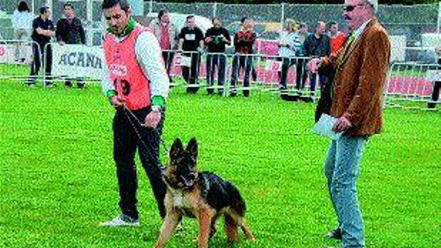 La exposición de perros pastor alemán celebrada ayer en Vilagarcía. / iñaki abella