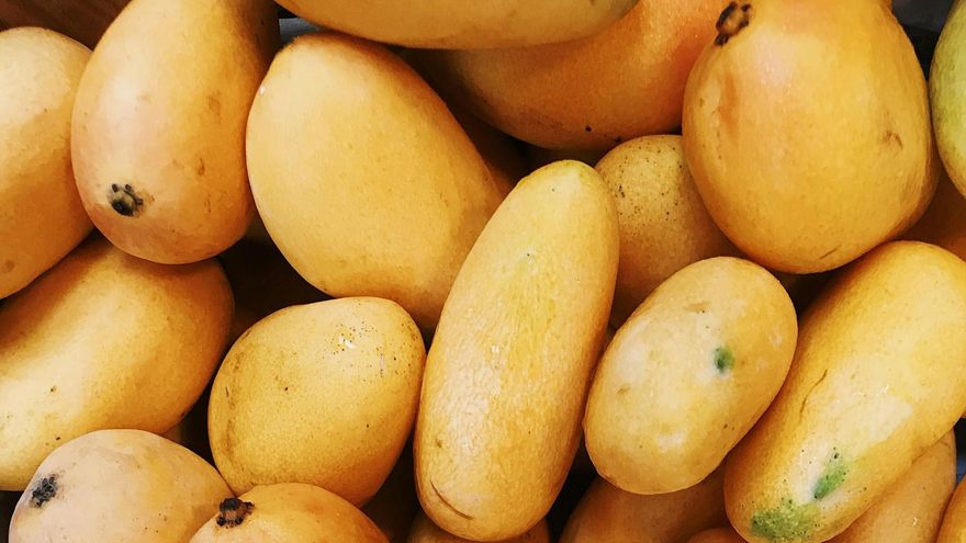 Dulce, suave y con poca fibra: así es el mango Ataúlfo que se cultivará en Mogán