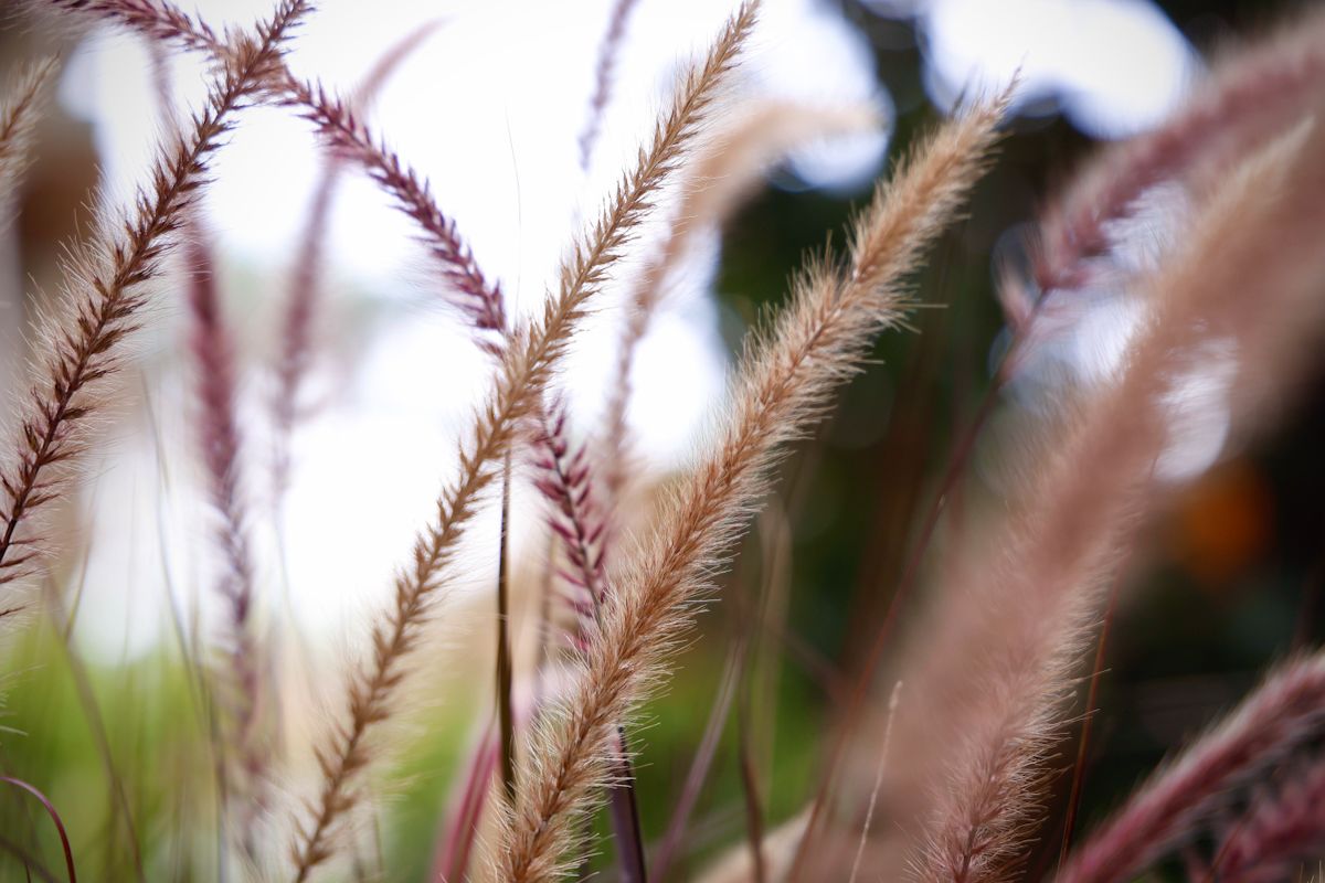 Comienza el montaje de las instalaciones de Flora 2025