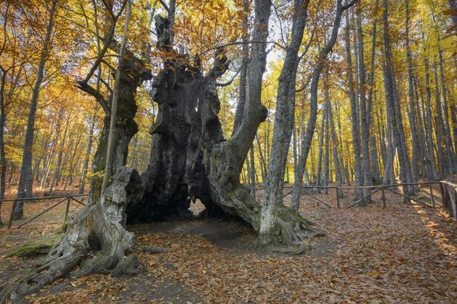 Reserva Natural del Valle de Iruelas, pueblos bonitos españoles en otoño