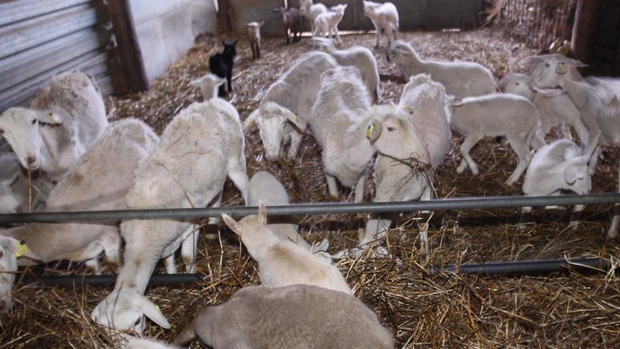 Què és el virus de la llengua blava detectat a Girona?