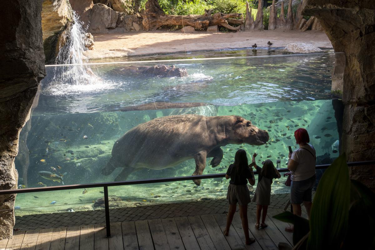 Bioparc Valencia es el único lugar de España que ofrece una visión subacuática de los hipopótamos.