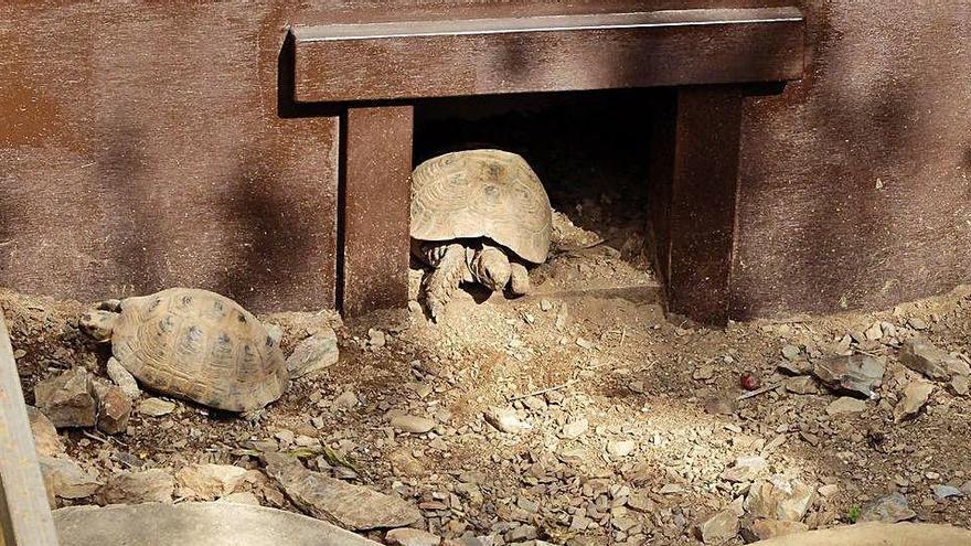 Una parella de tortugues terrestres al CTR de l&#039;Alberta, a Garriguella.