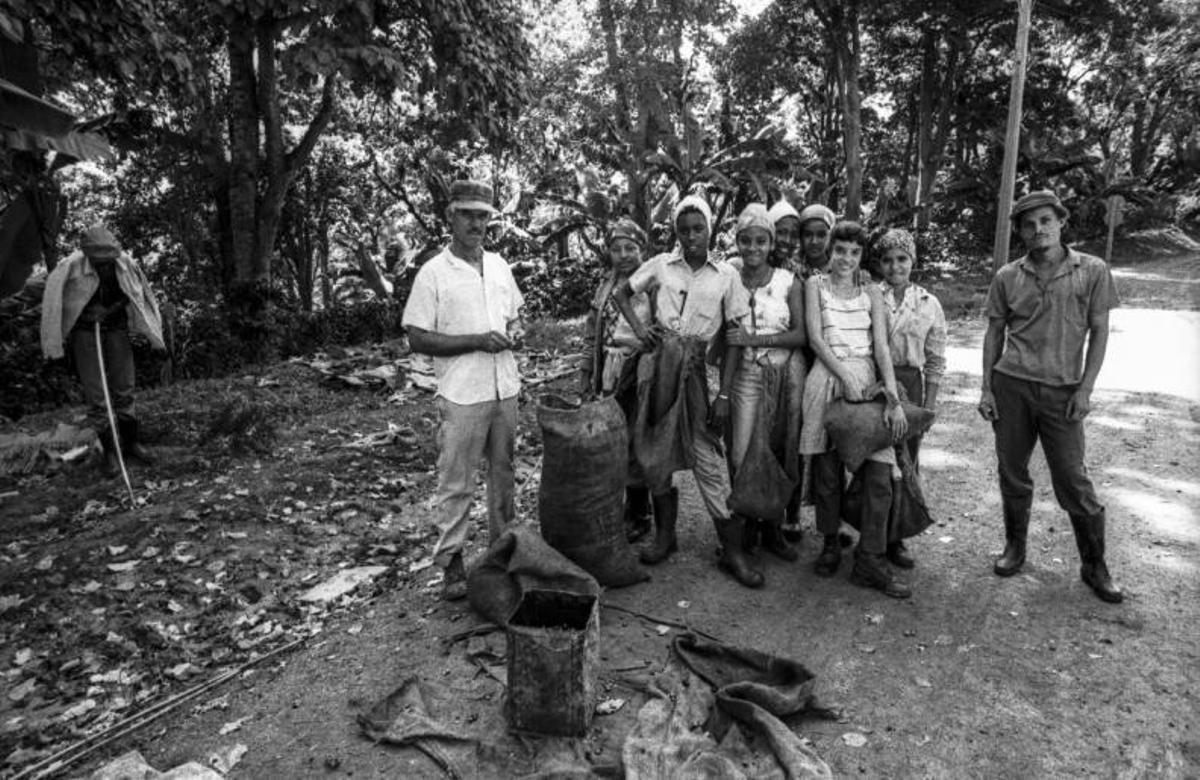 Cosechadoras de café en El Toa.   | // DELMI ÁLVAREZ