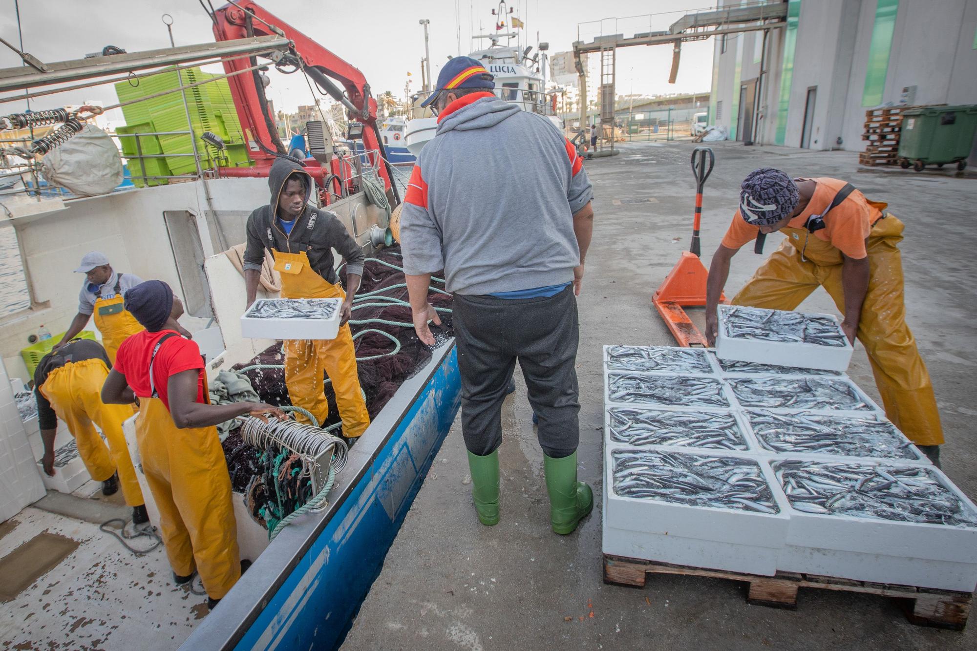 La subasta de la nueva lonja pesquera de Torrevieja se estrena con la venta de 13.000 kilos de boquerón y sardina