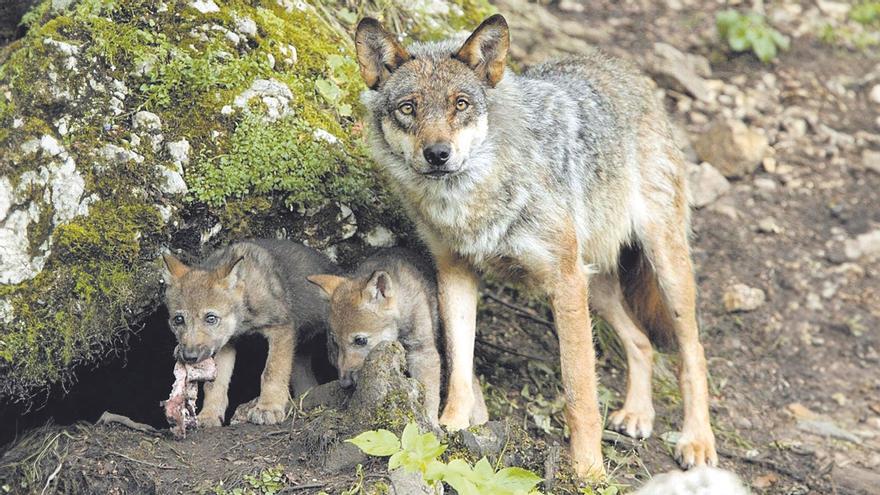 Este es el (sorprendente) número de manadas de lobo que hay en Asturias y los ejemplares hallados muertos el año pasado