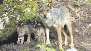 Este es el (sorprendente) número de manadas de lobo que hay en Asturias y los ejemplares hallados muertos el año pasado