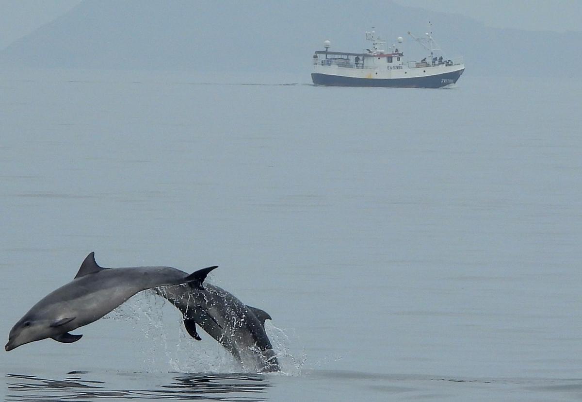 La población de delfines aumenta y las interacciones con barcos son más frecuentes en Galicia