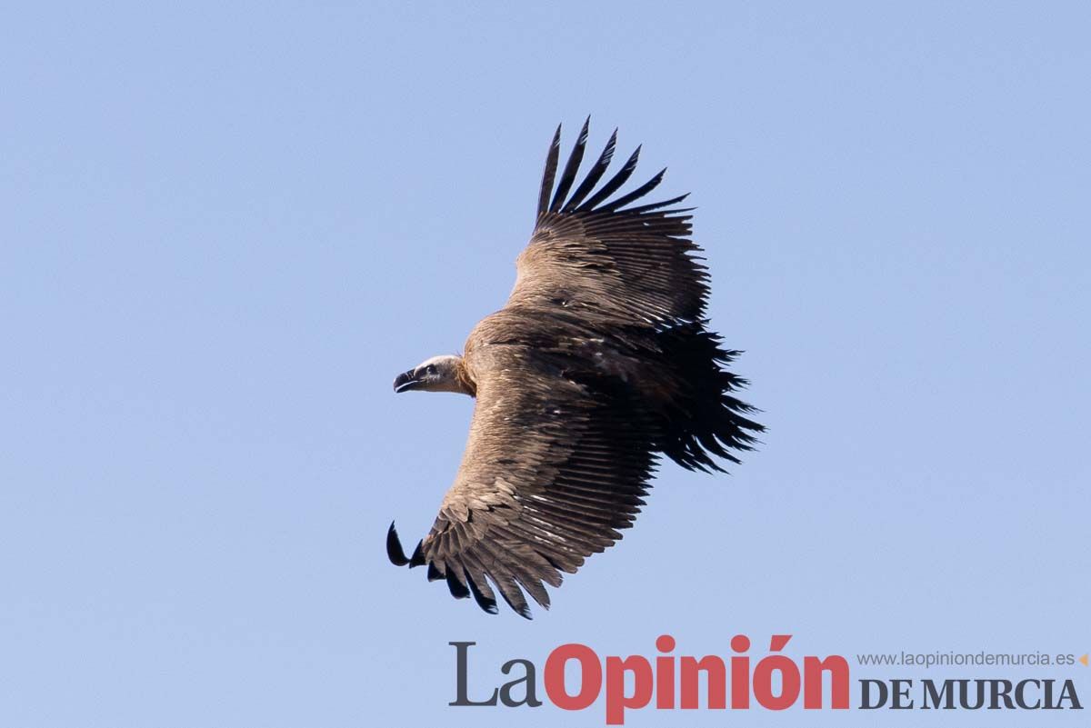 Suelta de dos buitres leonados en la Sierra de Mojantes en Caravaca